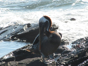 Heron-galapagos-wildlife-marine-life-bird-island.jpg