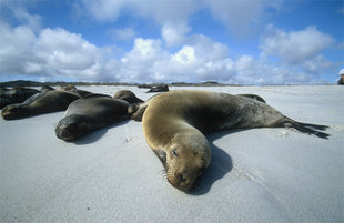 Tony-Karalsony-sealions-beach-galapagos.jpg