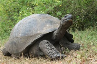 Giant Tortoise