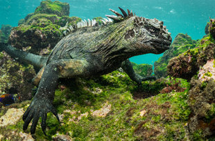 marine iguana galapagos wildlife dr simon pierce.jpg