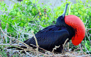 Frigate Bird with Inflated Gula - amongst mangroves in the Galapagos Islands