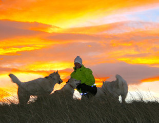 Husky Dog Sledding Iceland sunset.jpg