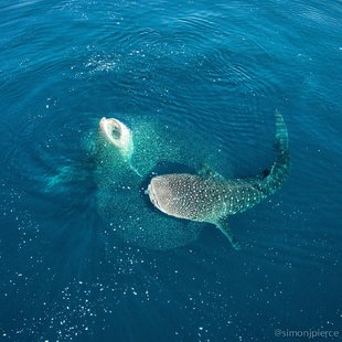 Whale Sharks in Mafia Island - Dr Simon Pierce