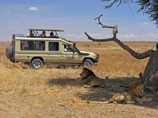 Wildlife Safari in Serengeti National Park