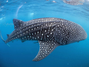 A whale shark's spot pattern is unique to each individual - Dr Simon Pierce