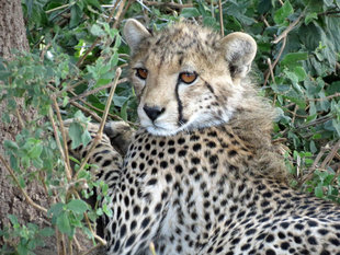 Cheetah in Serengeti National Park - Ralph Pannell