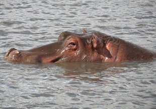 Hippo in Ngorongoro Crater National Park - Ralph Pannell