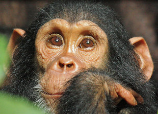 Chimpanzees in Mahale Mountains National Park