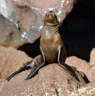 Sea Lion in Baja California - Margaret Andrews