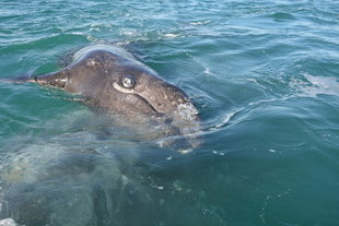 Grey Whale Calf in San Ignacio Lagoon on Baja California Whale Watching Voyage - Margaret Andrews