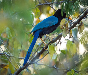 Juvenile Yucatan Jay in Yucatan Peninsula - Susi Ma