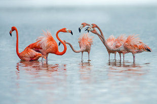 Flamingoes in Yucatan Peninsula - Susi Ma