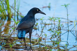 Grackle in Yucatan Peninsula - Susi Ma