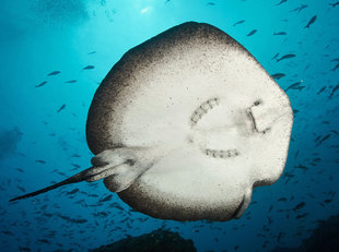 Stingray at Cocos Island National Park