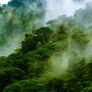 Santa Elena Cloud Forest
