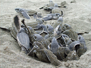 Hatching Turtles at Pacuare Reserve, Tortuguero