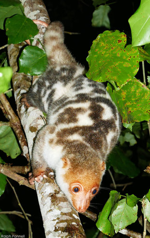 Cuscus in Raja Ampat - Ralph Pannell