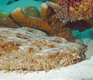 Wobbegong at Manta Sandy - Ralph Pannell