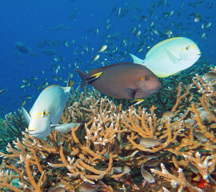 Melissa Garden, Raja Ampat - Ralph Pannell