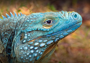 Blue Iguana