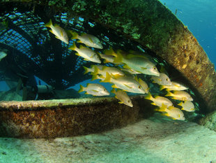 Wreck Diving in Turks & Caicos