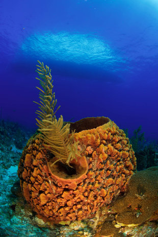 Coral Reef in Turks & Caicos - Rob Smith