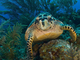Turtle in Turks & Caicos