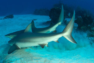 Sharks in Turks & Caicos - Rob Smith