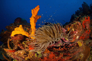 Coral Reef in Turks & Caicos - Rob Smith