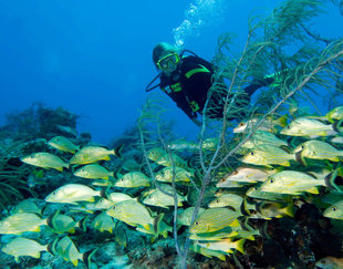 Reef Fish in Turks & Caicos