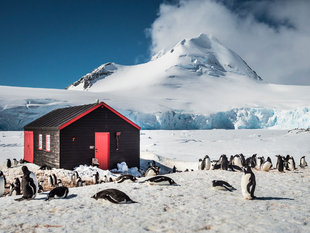 Penguins in Antarctica, Dietmar Denge
