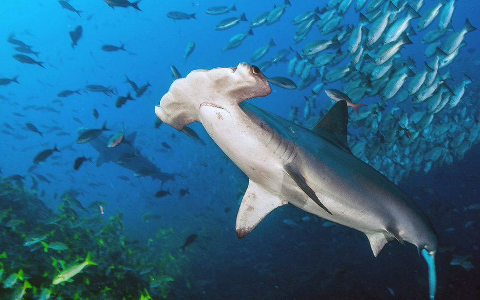 Cocos island dive liveaboard diving with hammerhead sharks whale shark
