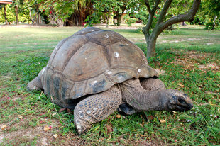 giant-tortoise-seychehlles-island-wildlife-holiday-stb-.jpg