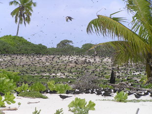 bird-island-seychelles-ralph-pannell.jpg