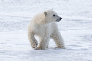 Polar Bear Cub - Dennis Imfeld