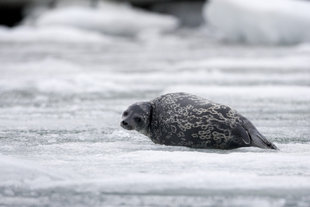 Ringed Seal - Paul Ashton