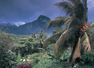 Mahe-island-forest-seychelles-coconuts-stb.jpg