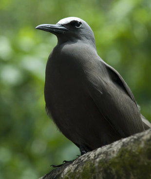 Noddy-Bird-Island-seychelles-Carina-Hall.jpg