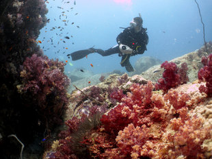 soft corals at chuckles_carina_Hall_seychelles.jpg