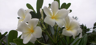 seychelles-wildlife-frangipani-holly-payne.jpg