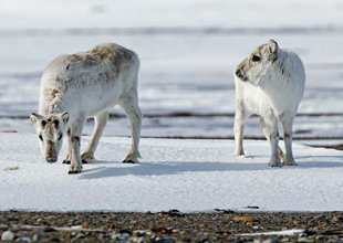 Svalbard Reindeer - Andrew Wilcock