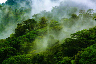 Santa Elena Cloud Forest