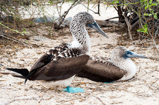 blue-footed-booby-galapagos-birdlife-wildlife.jpg