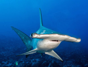 Scalloped Hammerhead Shark at Cocos Island National Park