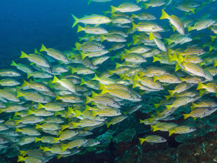 Snapper at Cocos Island National Park