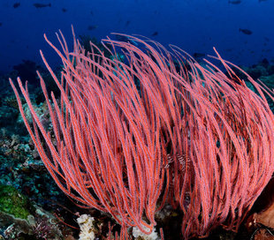 komodo-island-national-park-indonesia-coral-reef-dive-liveaboard-voyage-holiday-vacation-scuba-diving-adventure-travel-underwater-macro-photography.jpg