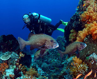 Komodo-Island-National-Park-Indonesia-coral-reef-dive-liveaboard-voyage-vacation-holiday-scuba-diving-adventure-travel-underwater-macro-photography.jpg