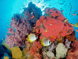 coral-reef-raja-ampat-irian-jaya-indonesia-dive-liveaboard-voyage-holiday-vacation-scuba-diving-travel-adventure-misool-salawati-batanta-waigeo-islands.jpg