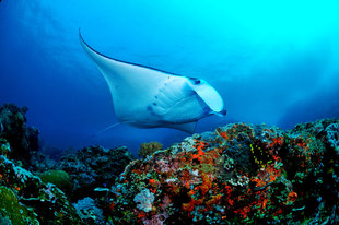 manta-ray-raja-ampat-irian-jaya-indonesia-dive-liveaboard-voyage-holiday-vacation-scuba-diving-adventure-travel-misool-salawati-batanta-waigeo-gerald-rambert.jpg