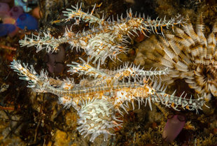 Ghost-Pipefish-Raja-Ampat-Irian-Jaya-Indonesia-dive-liveaboard-voyage-holiday-vacation-scuba-diving-adventure-travel-misool-salawati-batanta-waigeo-islands-macro.jpg